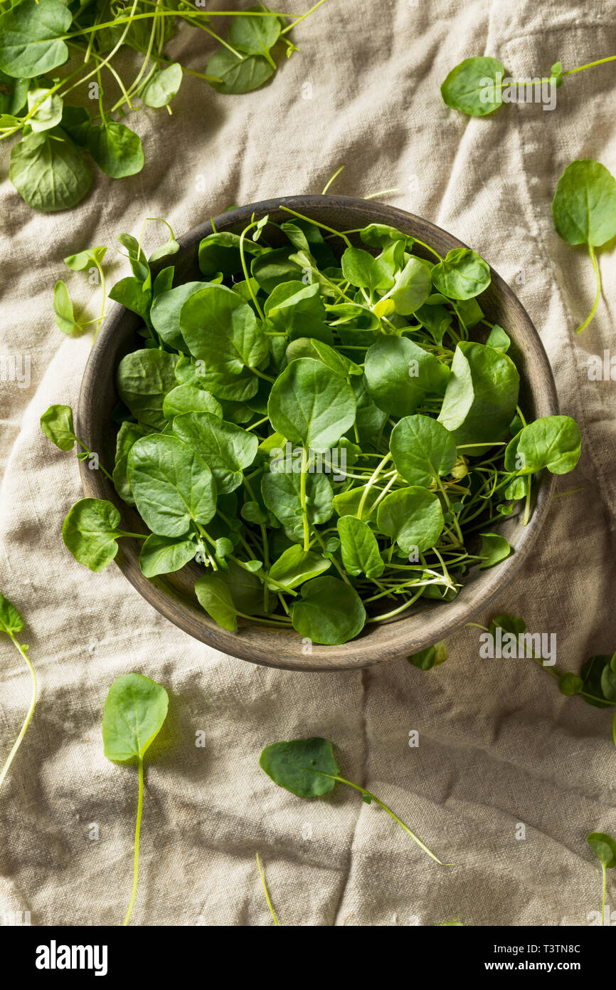 Raw Green Organic Living Cress in a Bowl Stock Photo