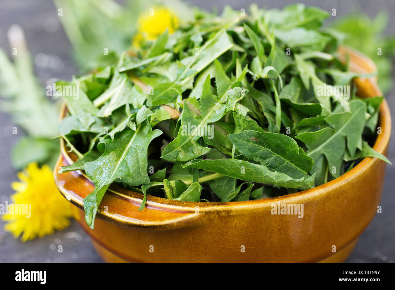 Bowl of fresh young dandelion leaves for a salad Stock Photo Alamy