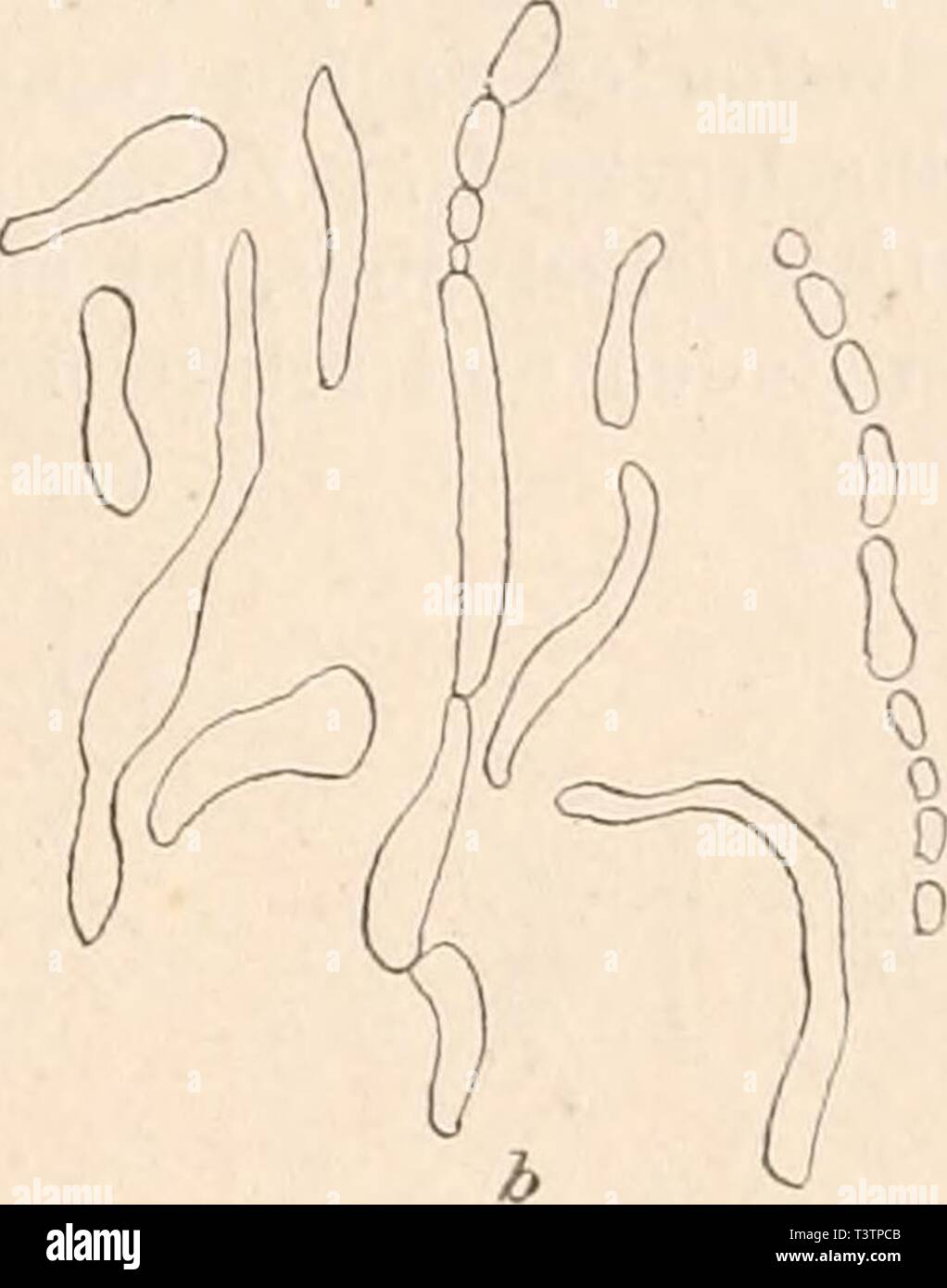 Archive image from page 32 of Die Natürlichen Pflanzenfamilien nebst ihren. Die NatÃ¼rlichen Pflanzenfamilien nebst ihren Gattungen und wichtigeren Arten, insbesondere den Nutzpflanzen, unter Mitwirkung zahlreicher hervorragender Fachgelehrten begrÃ¼ndet  dienatrlichenp0101aengl Year: 1901  Bacteriaceae. (Migula. 25 anderen beweglichen Arten von Hueppe zu der Sammelspecies des Bacillus der SeptikÃ¤mia haemorrhagica zusammengefasst sind. â B. capsulatum (Pfeiffer) Migula Ã¤hnlich wie Ã. Pneumoniae und B. pneumonicum im TierkÃ¶rper von einer starken Gallertkapsel umgebene StÃ¤bchen, welche auf k Stock Photo
