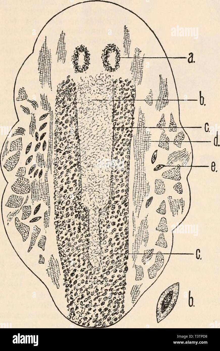 Archive image from page 32 of Die Protozoen als Krankheitserreger . Die