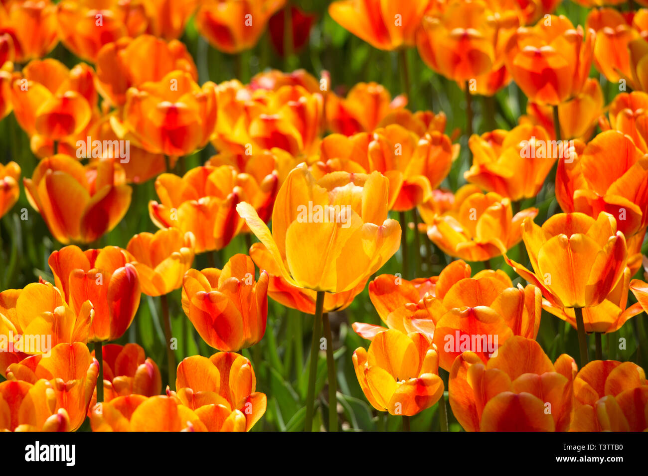 Blooming colorful tulip flowers in garden as floral background Stock ...