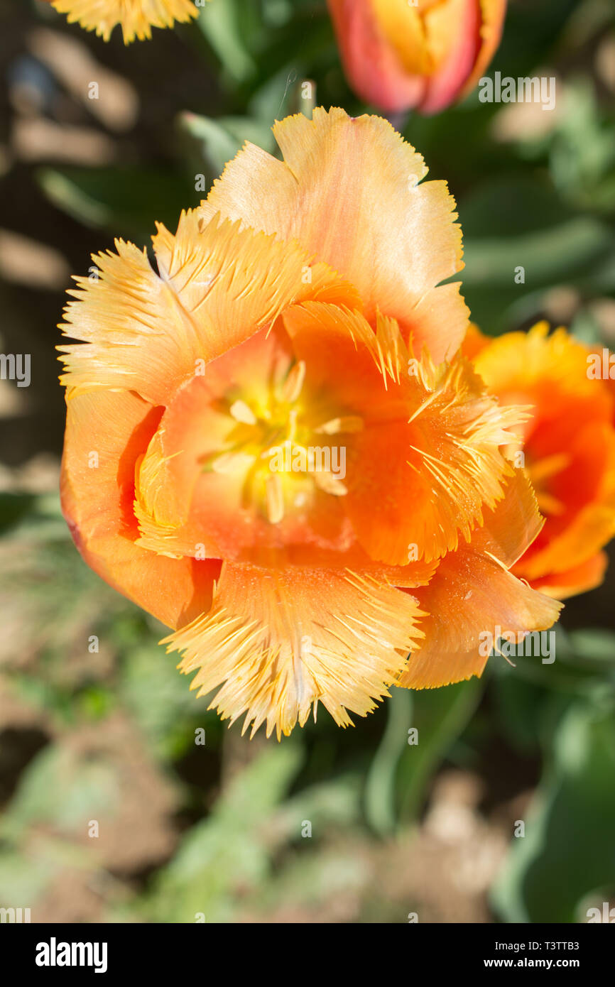 Colorful single tulip flower bloom in the spring garden Stock Photo - Alamy