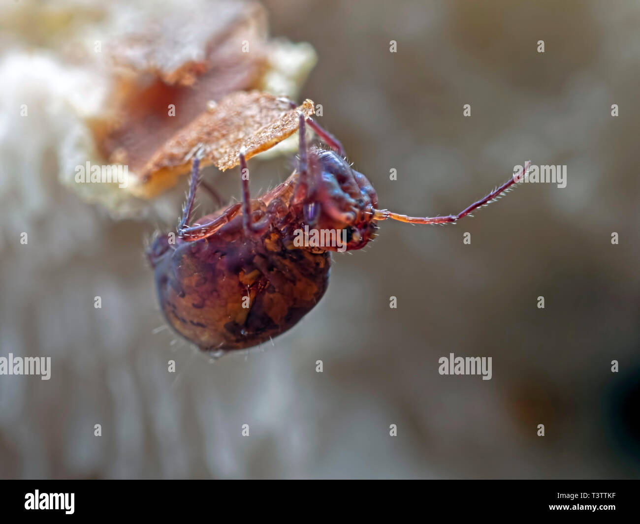A Dicyrtoma fusca globular springtail walking upside down along a sliver of wood. Stock Photo