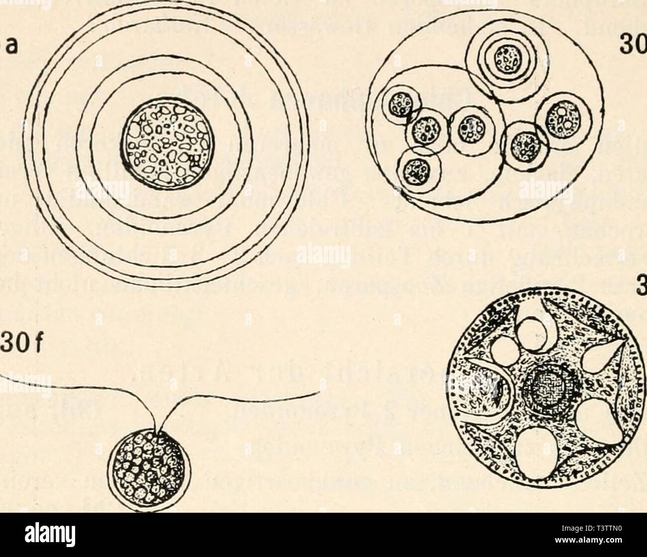 Archive image from page 57 of Die süsswasser-flora Deutschlands, Österreichs und. Die süsswasser-flora Deutschlands, Österreichs und der Schwez..  diessswasserfl05pasc Year: 1915  50 E. Lemmermann, 30 a SOd    30 b 30c Stock Photo