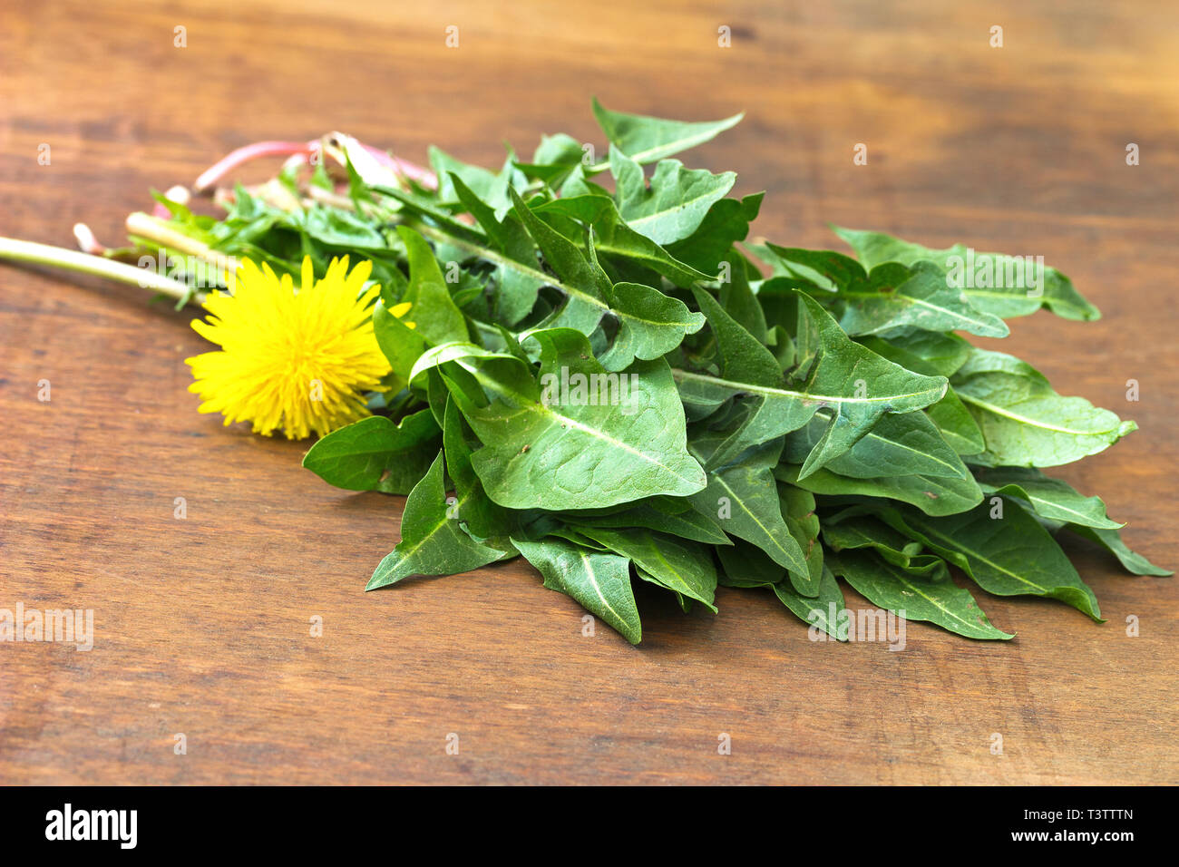 A green bundle of dandelion greens Stock Photo