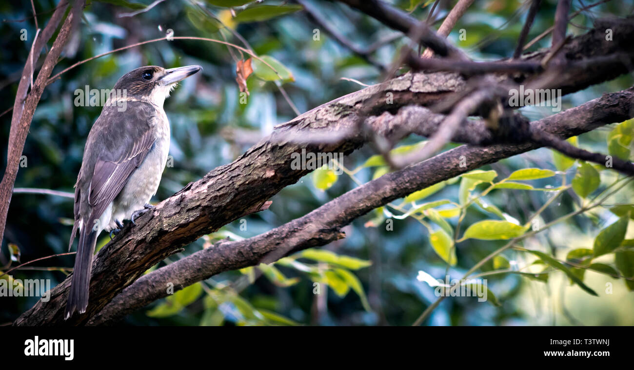 Australian Butcher Bird (Cracticus torquatus Stock Photo Alamy