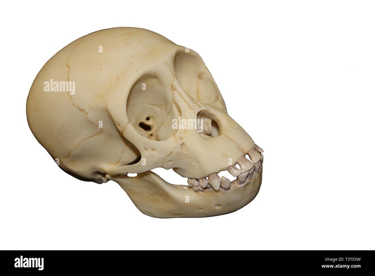 Young Chimpanzee Skull Stock Photo