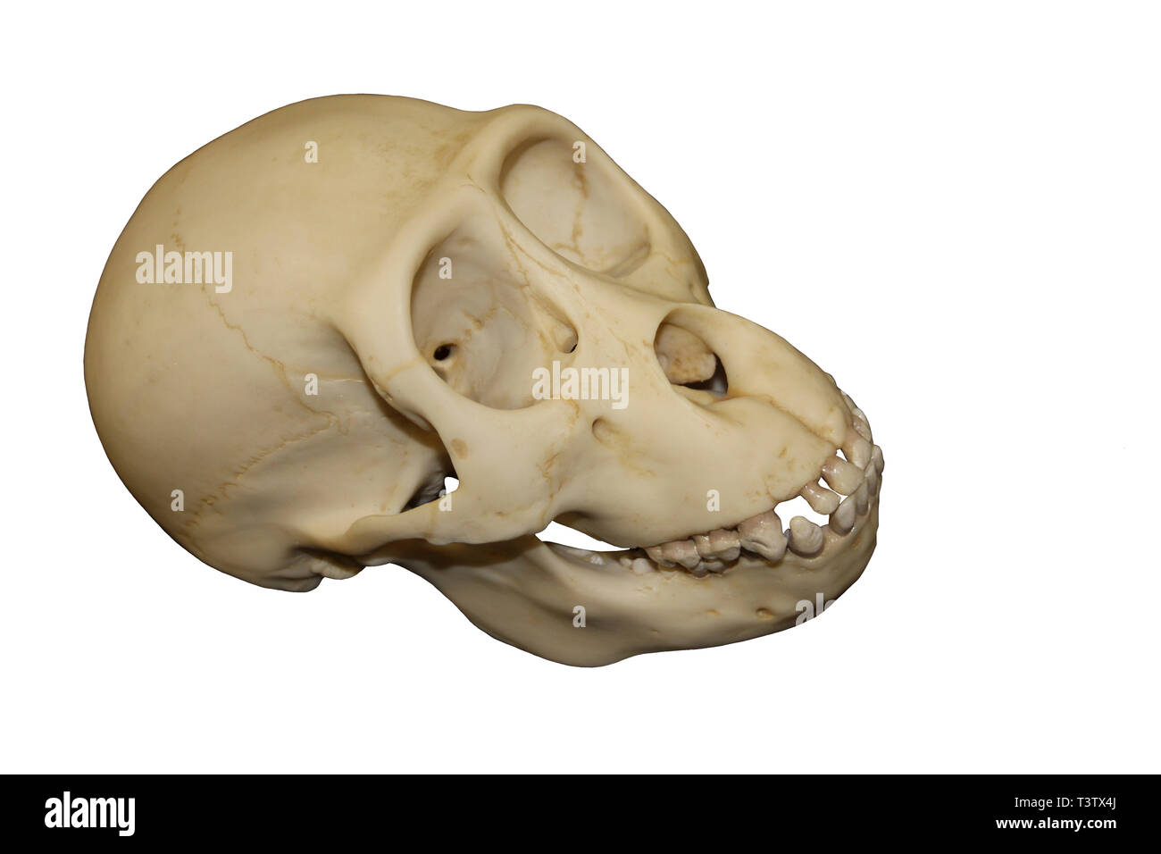 Young Gorilla Skull Stock Photo