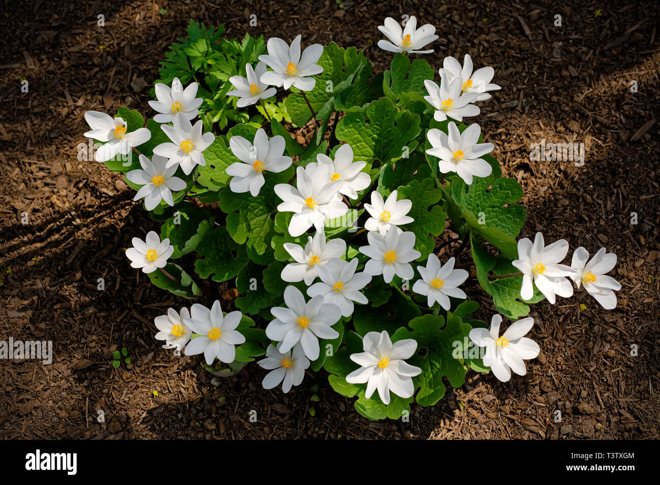 Sanguinaria canadensis, know as bloodroot, is a perennial, herbaceous flowering plant grown in the home garden but a plant that native to eastern NA. Stock Photo