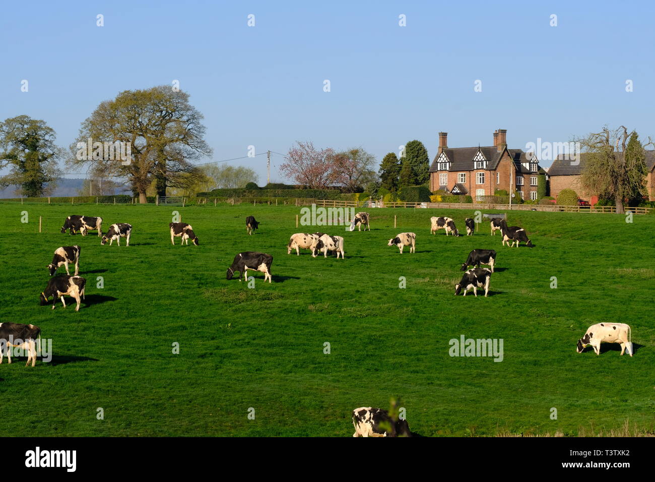 Cheshire, Dairy Cows, Cheshire Grassland, Dairy Farm, Rural Scene, Holstein, Friesian, Herd