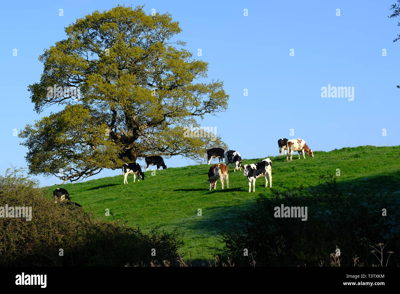 Cheshire, Dairy Cows, Cheshire Grassland, Dairy Farm, Rural Scene, Holstein, Friesian, Herd