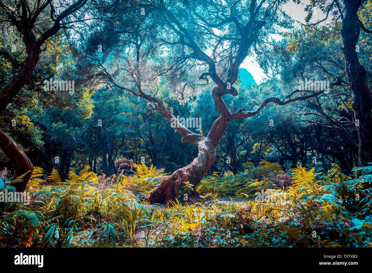 Laurel tree in the Fanal forest on Madeira Island, Portugal Stock Photo