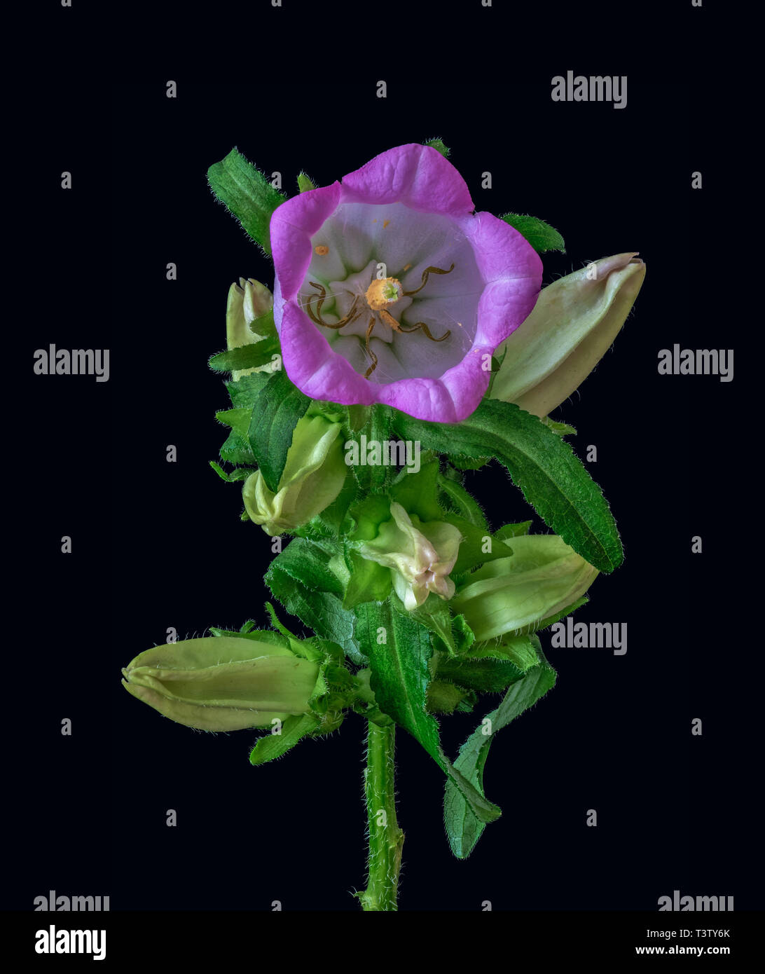Fine art still life color macro of a single isolated stem of a bellflower/campanula with one open violet blossom,several buds and green leaves Stock Photo
