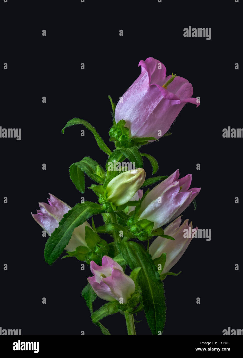 Fine art still life color macro of a single isolated stem of a bellflower/campanula with one open dark pink blossom,several buds and green leaves Stock Photo
