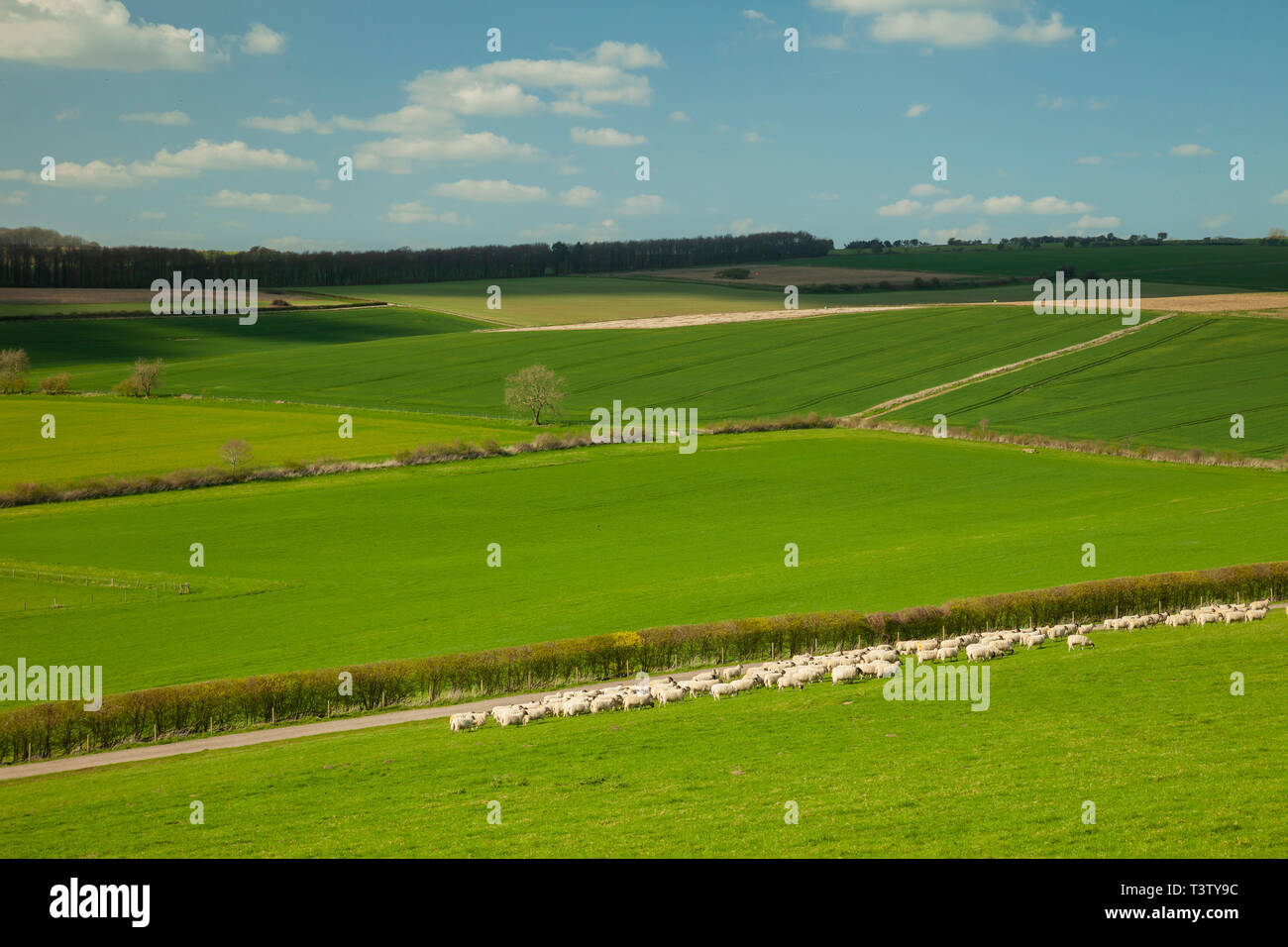 Spring afternoon on the South Downs in West Sussex, England. Stock Photo