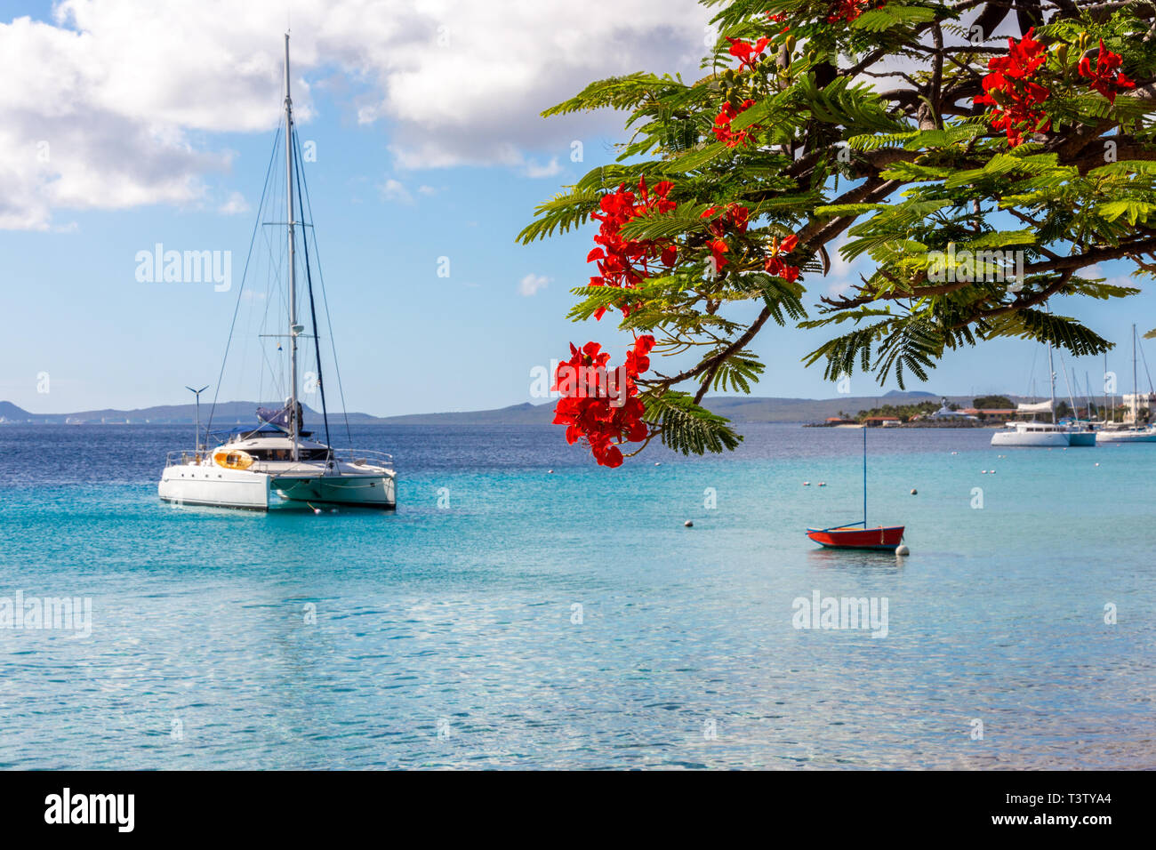 Catamaran boat in the pacific sea with a flame tree in front Stock Photo