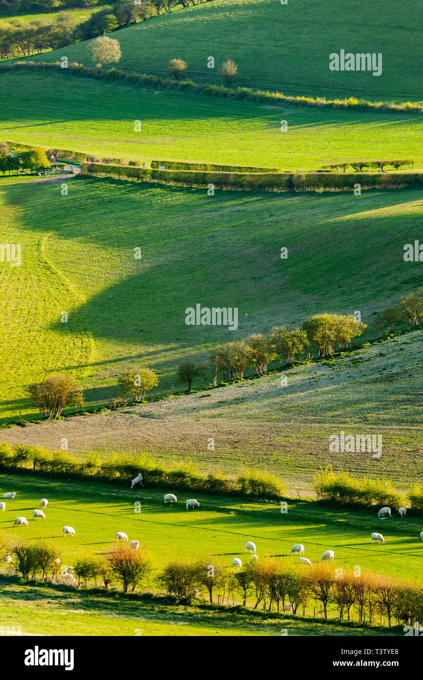 Spring afternoon on the South Downs in West Sussex, England. Stock Photo
