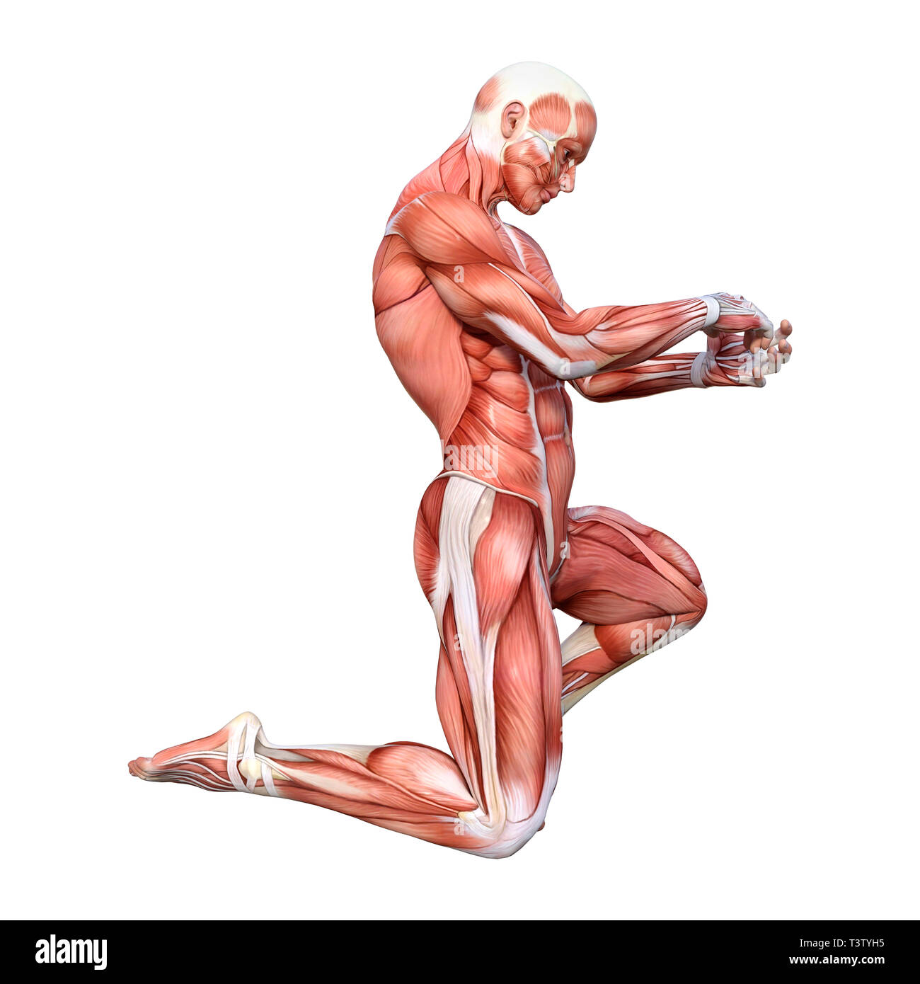 3D rendering of a male figure with muscle maps isolated on white ...