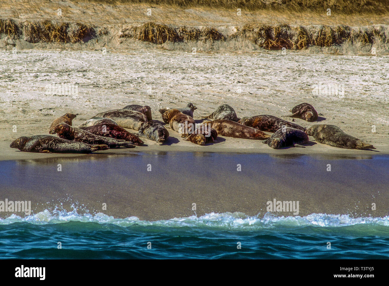 Harbor seals on a Cape Cod beach in Massachusetts Stock Photo Alamy