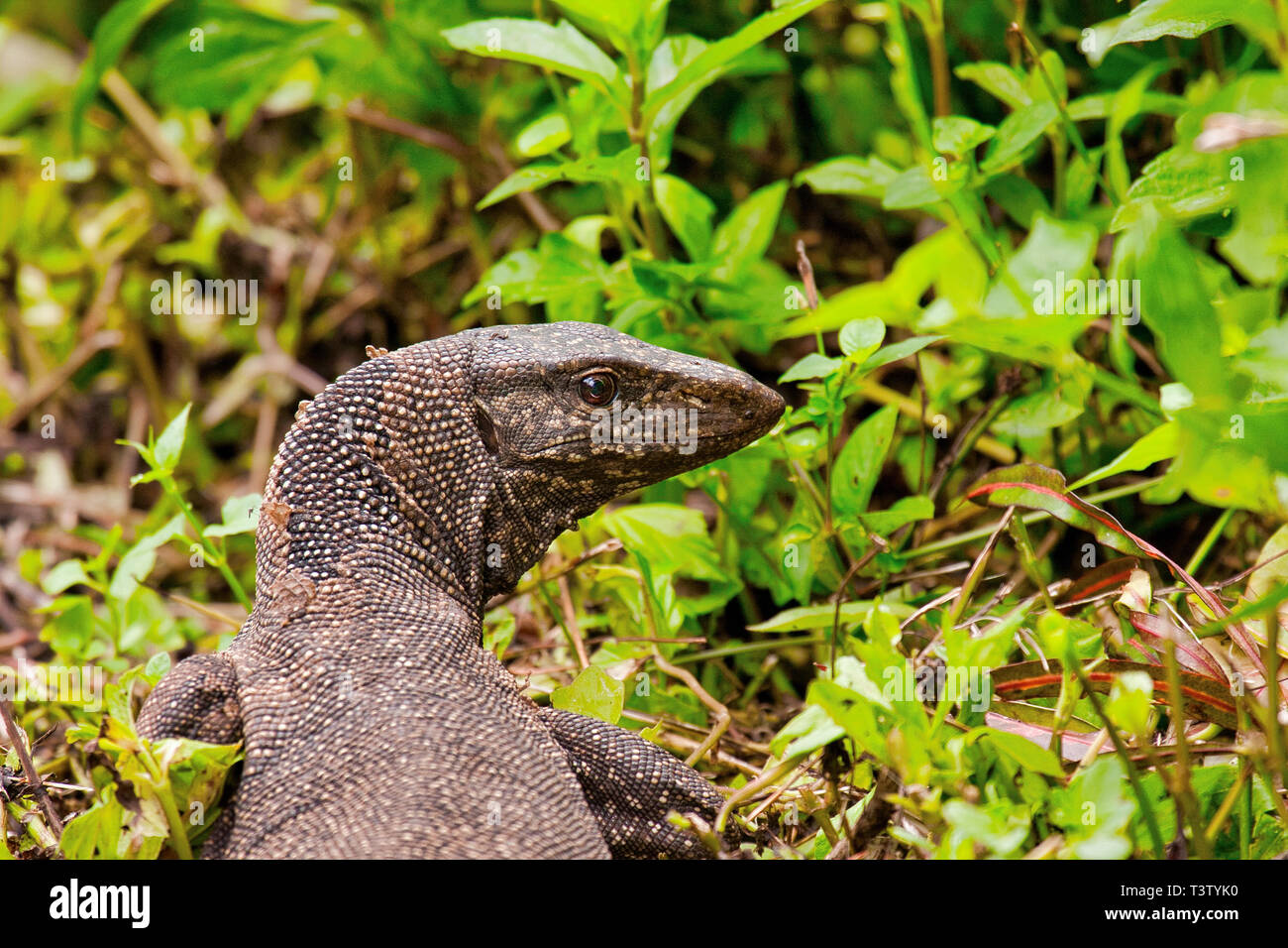 Varanus, Monitor lizard photographed closely. Clearly visible eye and skin details. Singapore.Horizontal view. Stock Photo