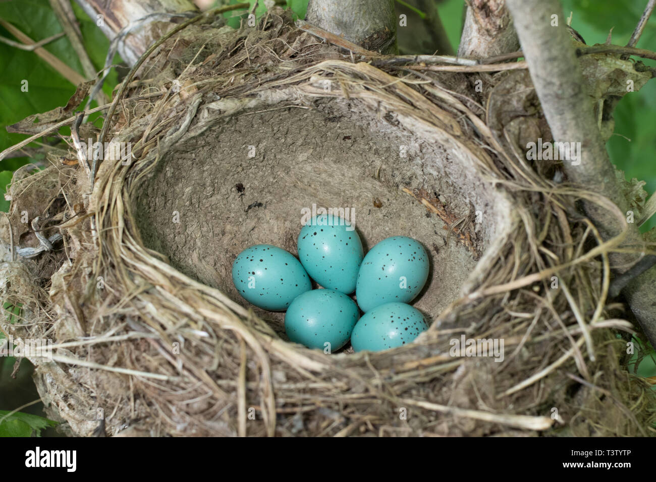 The nest of pea. The nest of pea