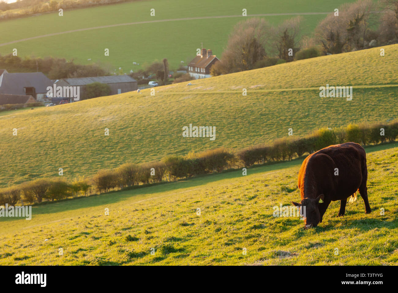 Spring evening in South Downs National Park, West Sussex, England. Stock Photo