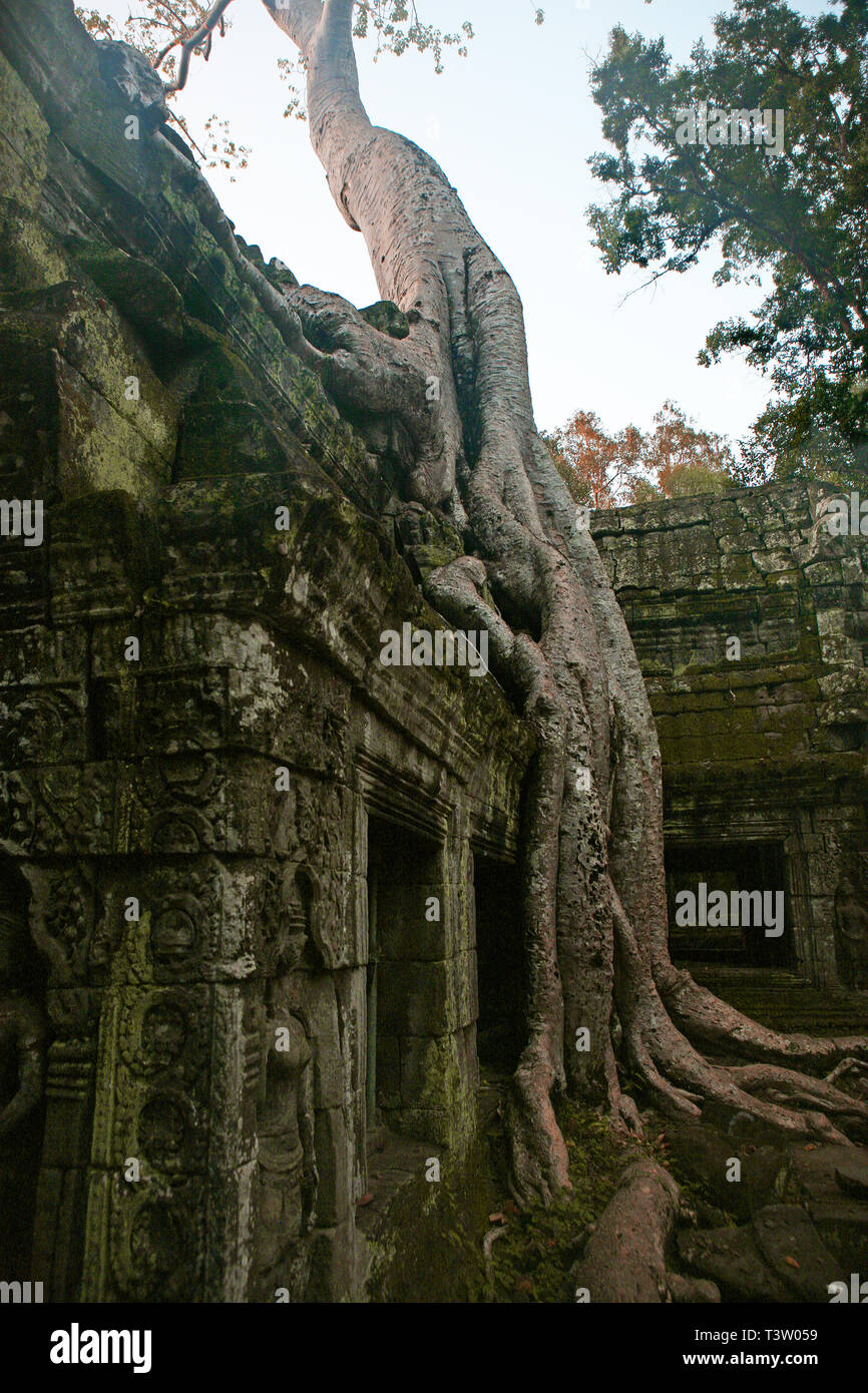 Roots of Tetrameles nudiflora, known as the 'Tomb Raider Tree', invade a wall of the inner courtyard, Ta Prohm, Angkor, Siem Reap, Cambodia. Stock Photo