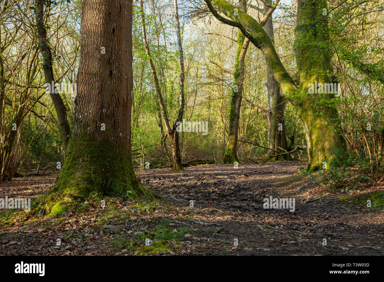Spring morning in Binsted Woods, West Sussex, England. Stock Photo