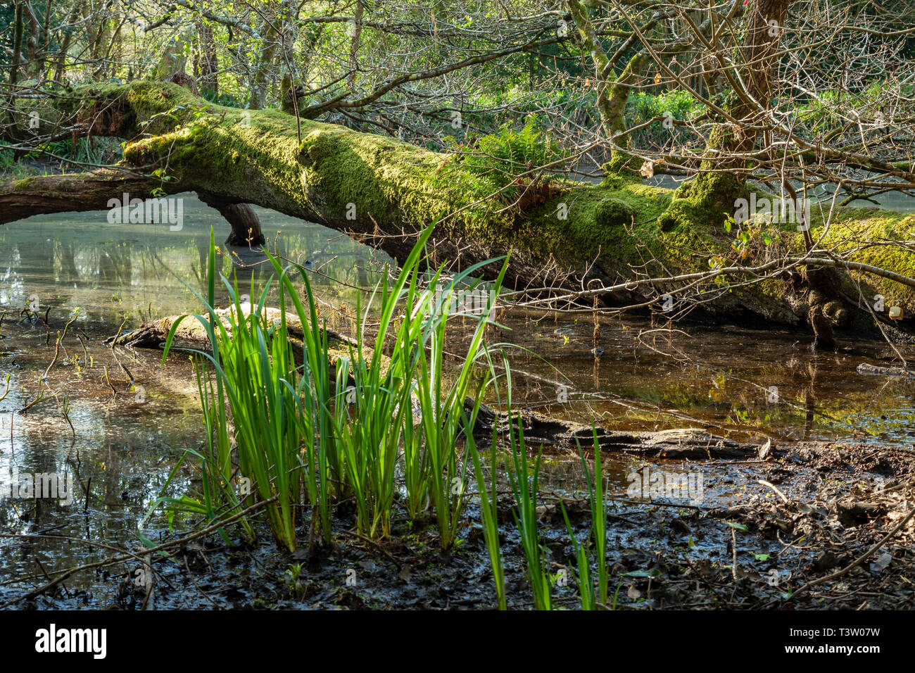 Spring morning in Binsted Woods, West Sussex, England. Stock Photo