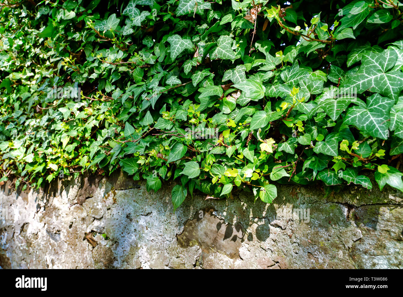 Ivy, Hedera helix is an evergreen climbing plant growing high where suitable surfaces (trees, cliffs, walls) are available Stock Photo