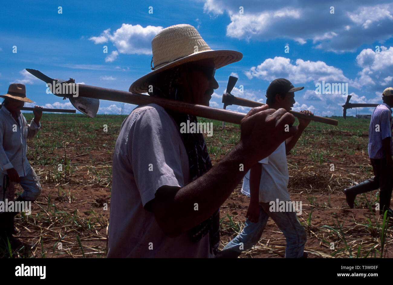 Rural workers at sugarcane plantation, Brazilian ethanol production ...