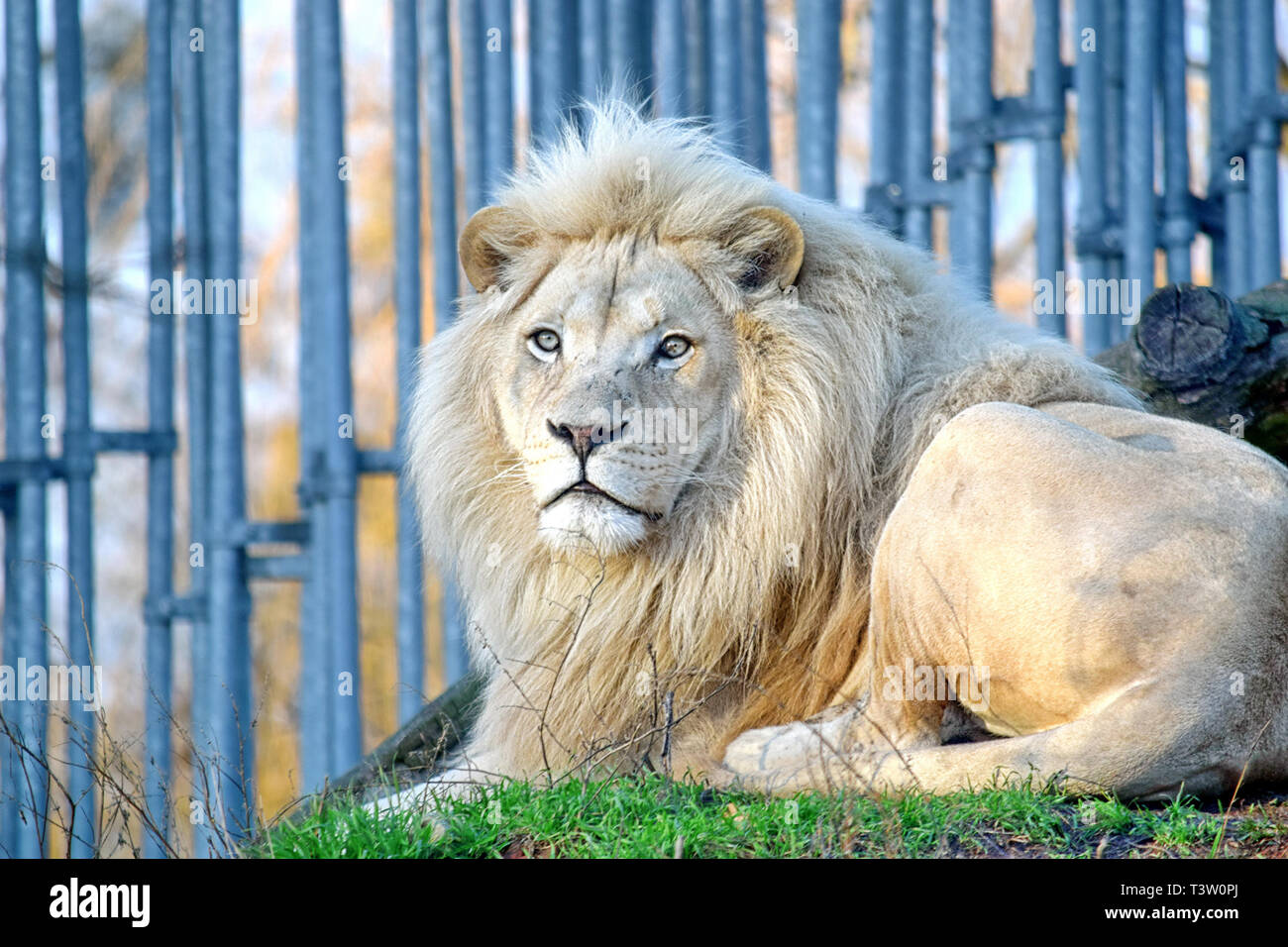 White Lion Panthera Leo Krugeri Lying on Grass  Portrait Stock Photo