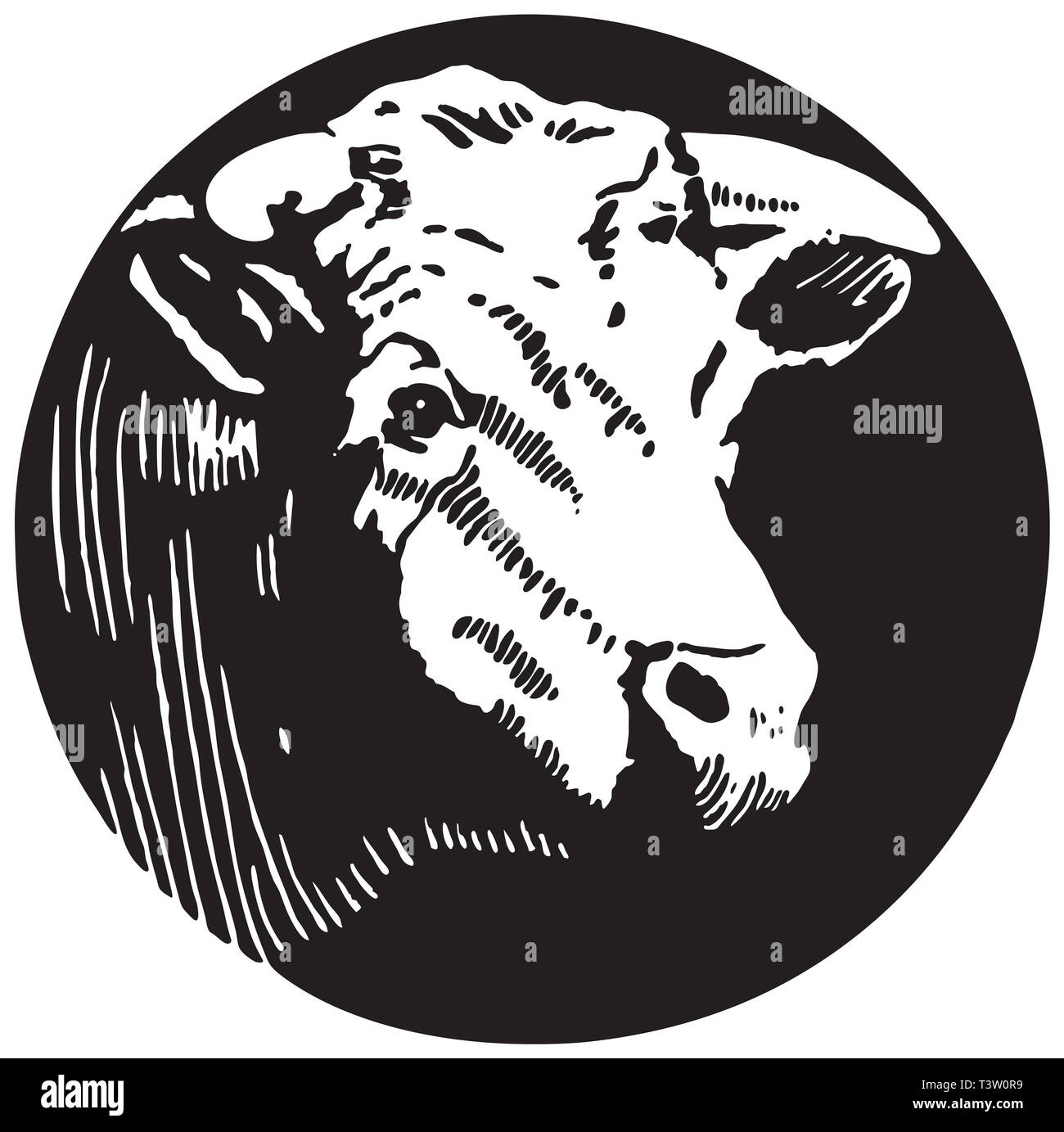 Jersey cows horns hires stock photography and images Alamy