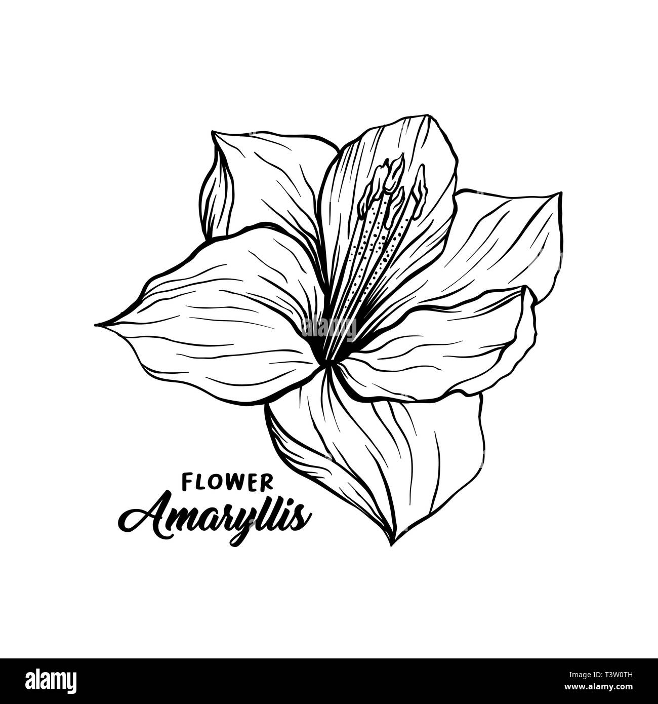 Amaryllis Black and White Stock Photos & Images - Alamy