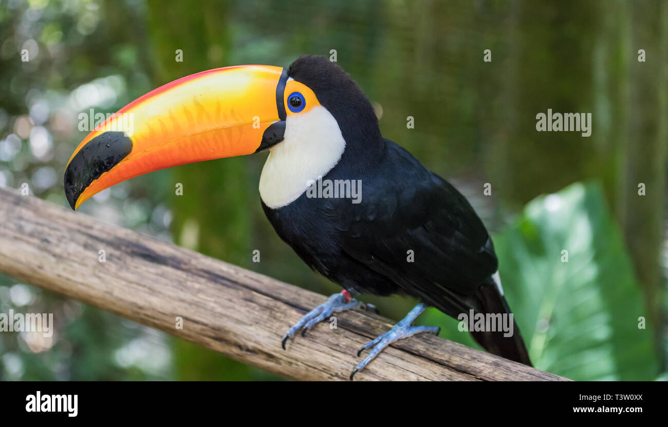 Closeup of a Toco (Ramphastos toco) in Brazil. Stock Photo