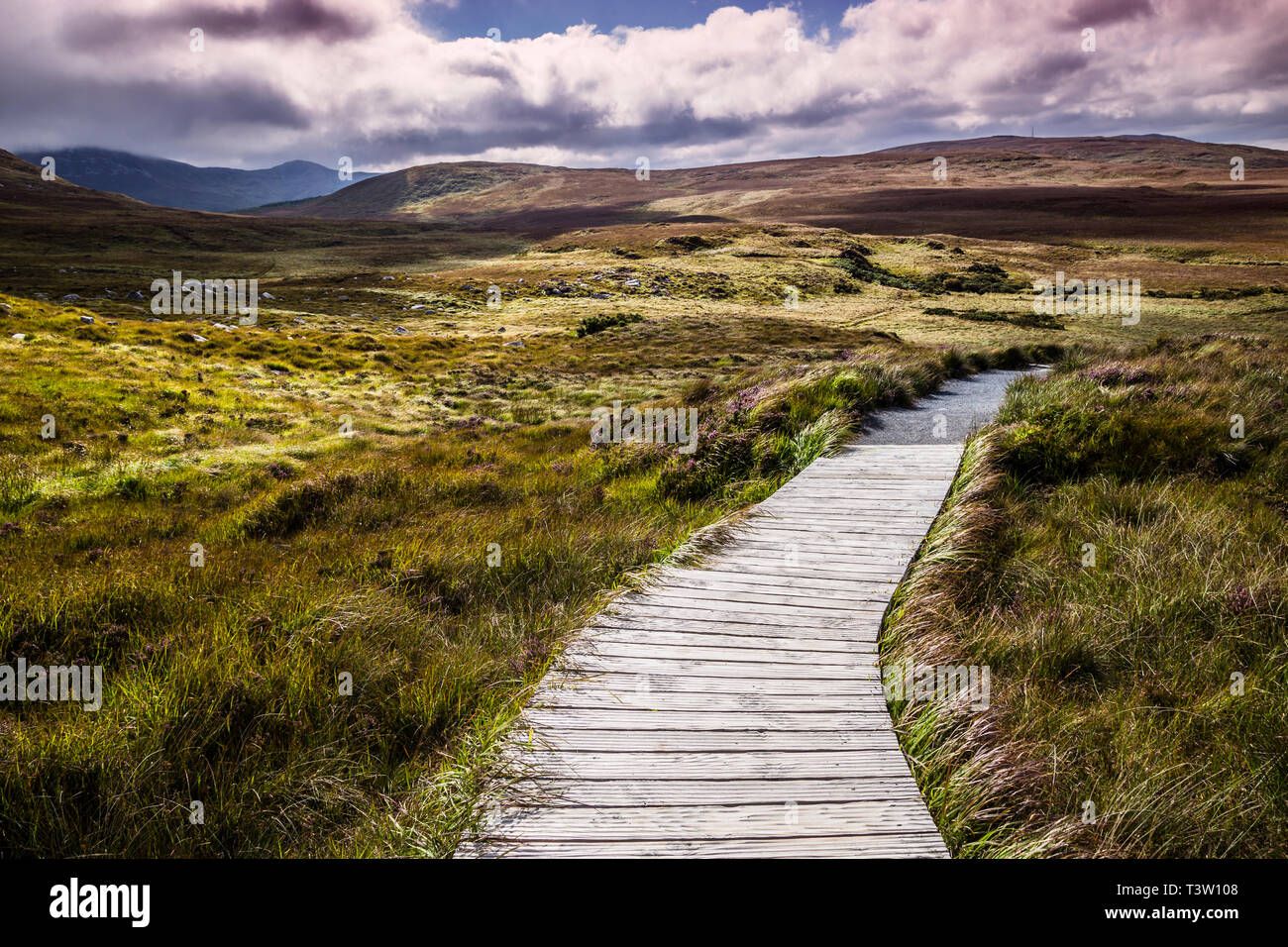 Walkway through untouched meadows in Ireland Stock Photo
