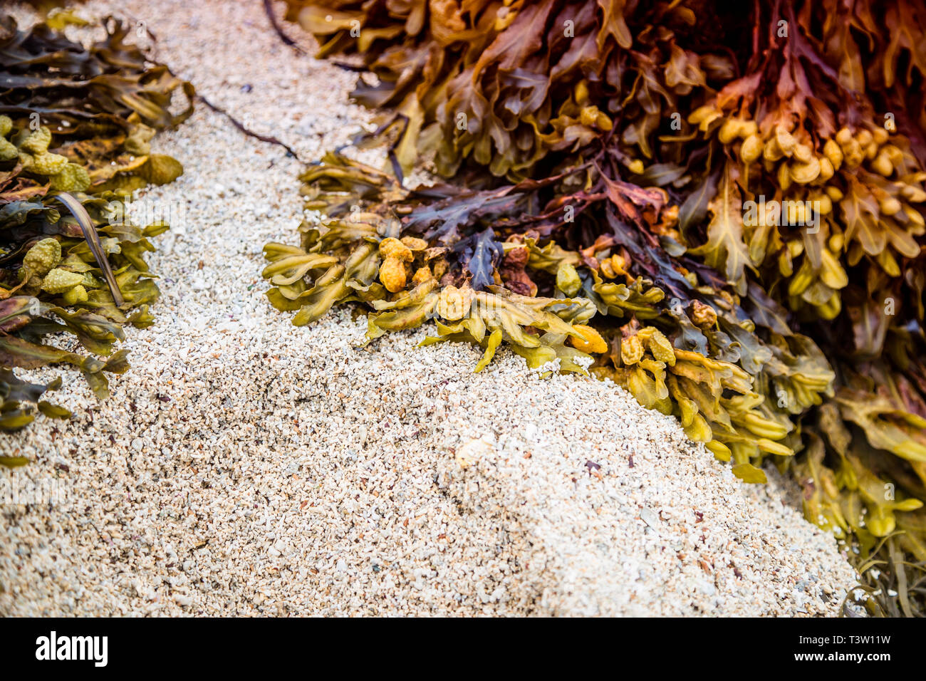 Colorful seaweed on coral sand, Ireland Stock Photo Alamy