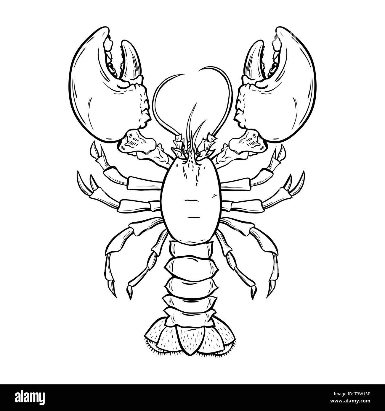 Lobster, crayfish hand drawn outline Illustration. Crawfish, crustacean ink pen sketch. Seafood restaurant delicacy. Underwater biology freehand drawing. Sealife isolated engraving design element Stock Vector