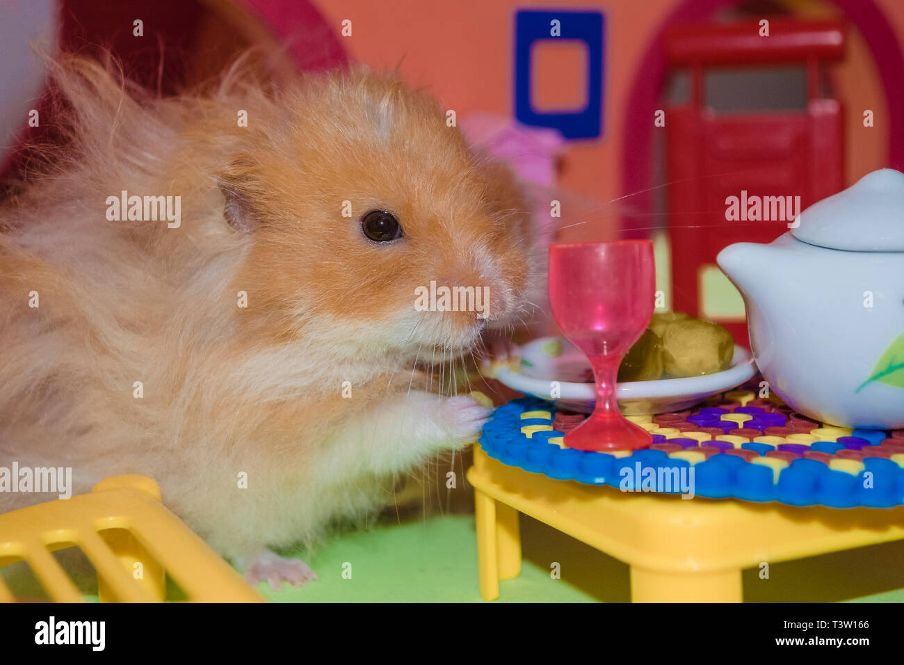 All About the Hamster: The Pouch-Cheeked Rodent - Gage Beasley Wildlife