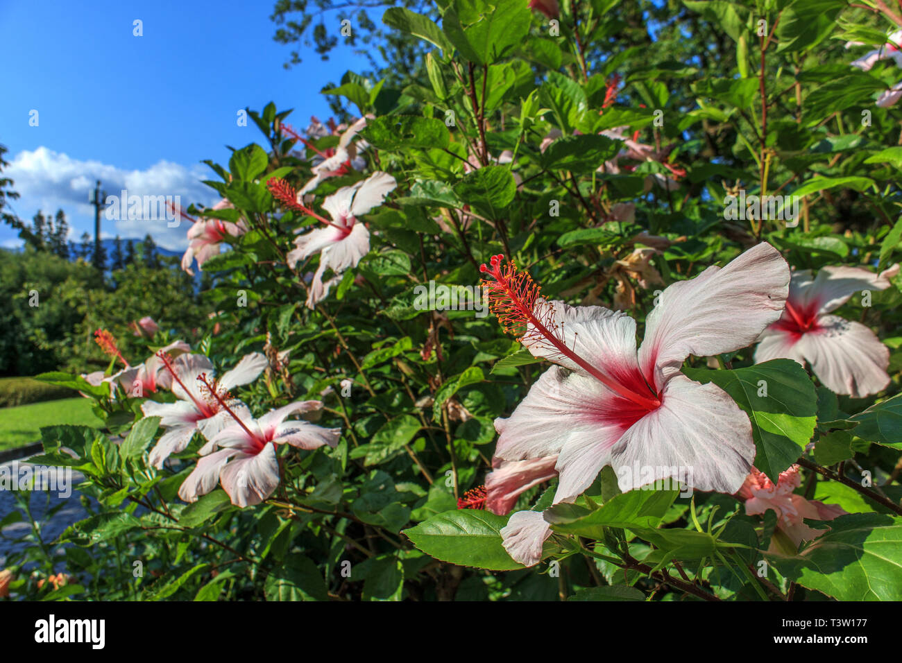 Close up of Hibiscus flowers Stock Photo