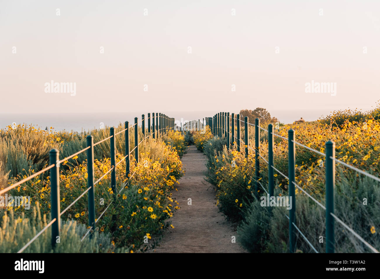 Yellow flowers and trail at Hilltop Park, Dana Point, Orange County