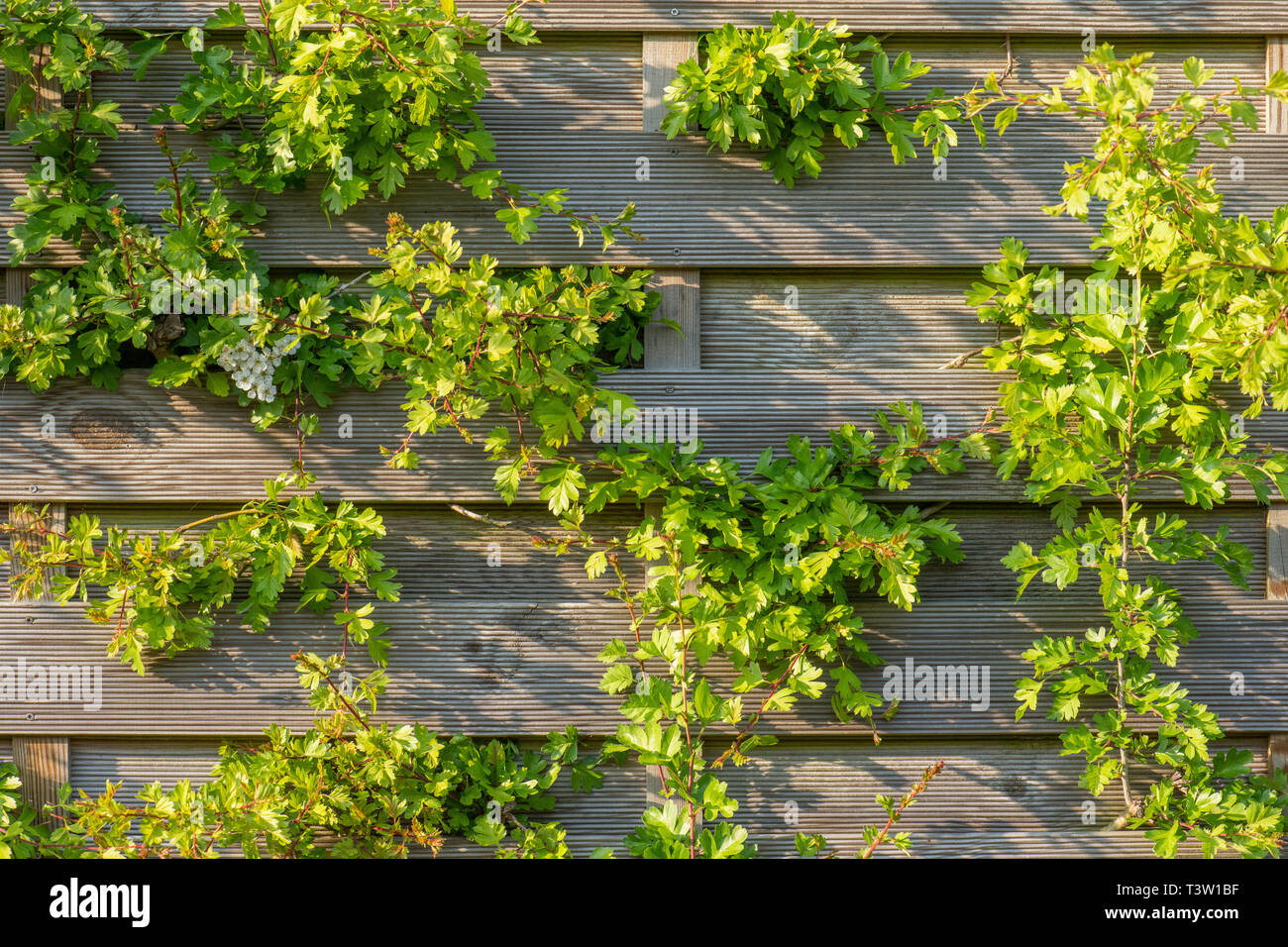 Plants growing fence hi-res stock photography and images - Alamy