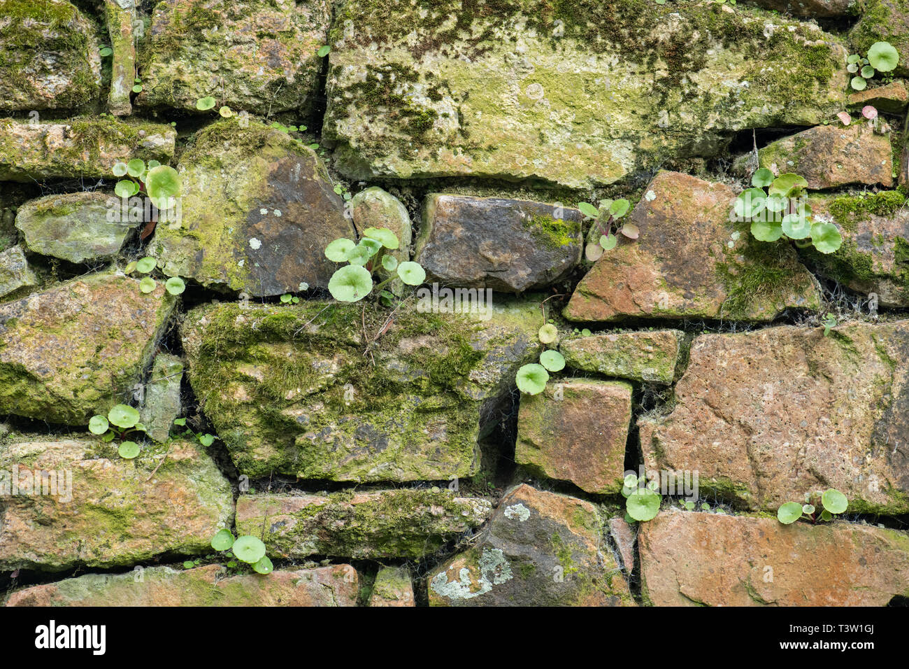 Moss covered granite wall with plants growing Stock Photo Alamy