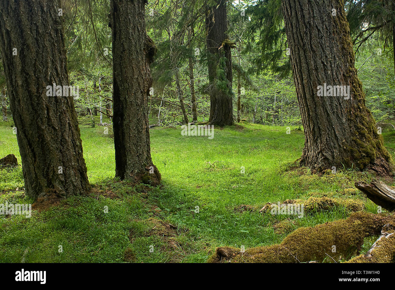 WA00985-00...WASHINGTON - Forest and meadow at Elk Horn along the Elwha River; Olympic National Park. Stock Photo