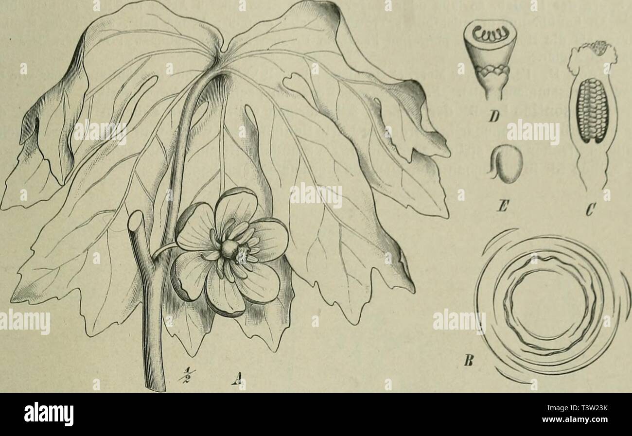 1887 Illustration High Resolution Stock Photography And Images Page 35 Alamy
