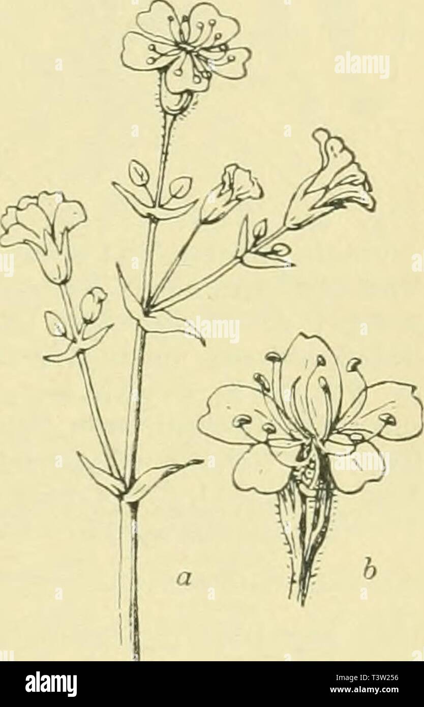 Archive image from page 84 of Die Pusztenflora der grossen ungarischen. Die Pusztenflora der grossen ungarischen Tiefebene  diepusztenflorad00woen Year: 1899  Fig. 17. Durchwachsenes Hasenohr (Bupleurum rotun- difolium L.). a. Spitze eines Zweiges, vergr., b. Frucht. Fig. 18. Ebens träussi- ges Gipskraut (Gypso- phila fastigiata L.). a. Teil eines blühenden Zweig- leins , b. einzelne Blüte, vergr. 69 Stock Photo