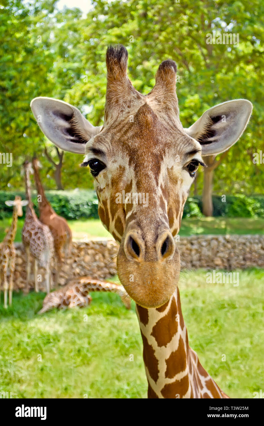 Close-up portrait of a giraffe and the giraffe family in the background. Safari park, Israel. Stock Photo
