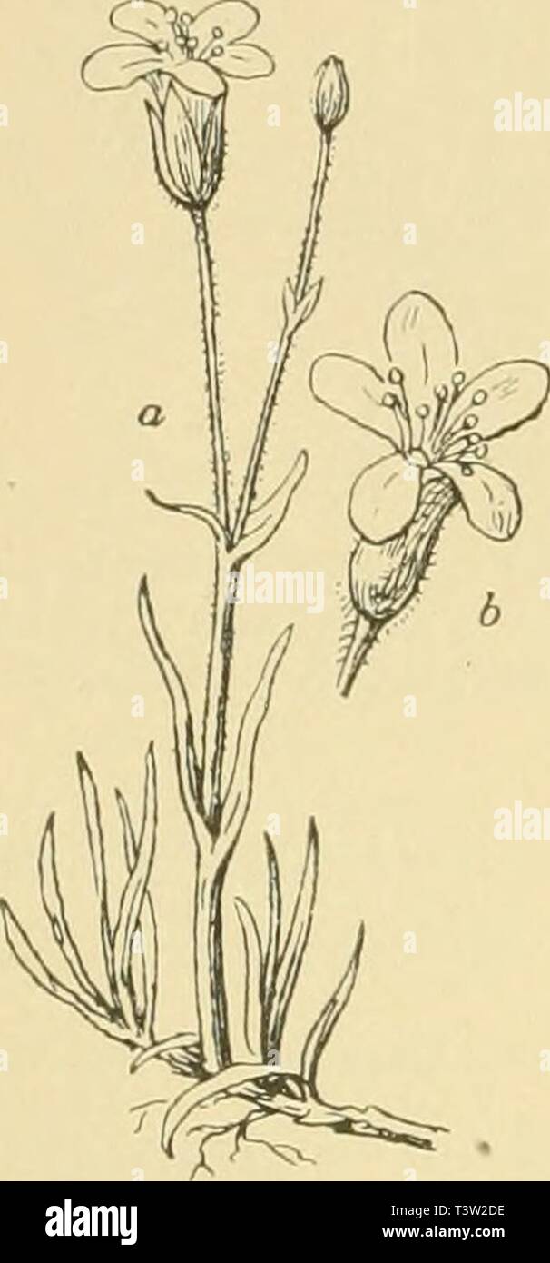 Archive image from page 87 of Die Pusztenflora der grossen ungarischen. Die Pusztenflora der grossen ungarischen Tiefebene  diepusztenflorad00woen Year: 1899  zarten zierlichen Alsineen (Alsine setacea M K. — A. glome- rata Fenzl. — A. verna Bartl. — A. fasciculata M K. — A. serpyllifolia L. — A. austriaca Mert. u. Koch) — Fig. 24 — Are- naria-Arten (Arenaria tenuifolia Lumn. — A. serpyllifoHa L.), dem gemeinen Sternkraut (Stellaria media Vill.), der dolden- blütigen Spurre (Holosteum umbellatum L.), — Fig. 25 — der zählebigen Polei-Minze (Mentha Pulegium L.), dem roten und weissen Wiesenklee  Stock Photo