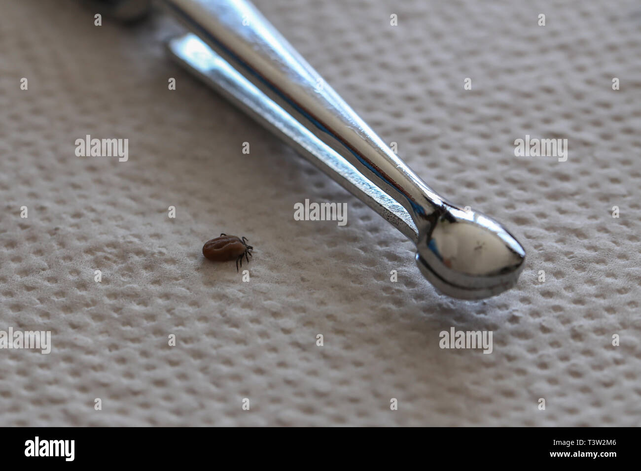 Dog Tick on a skin under fur Sucking the blood of dogs and insect