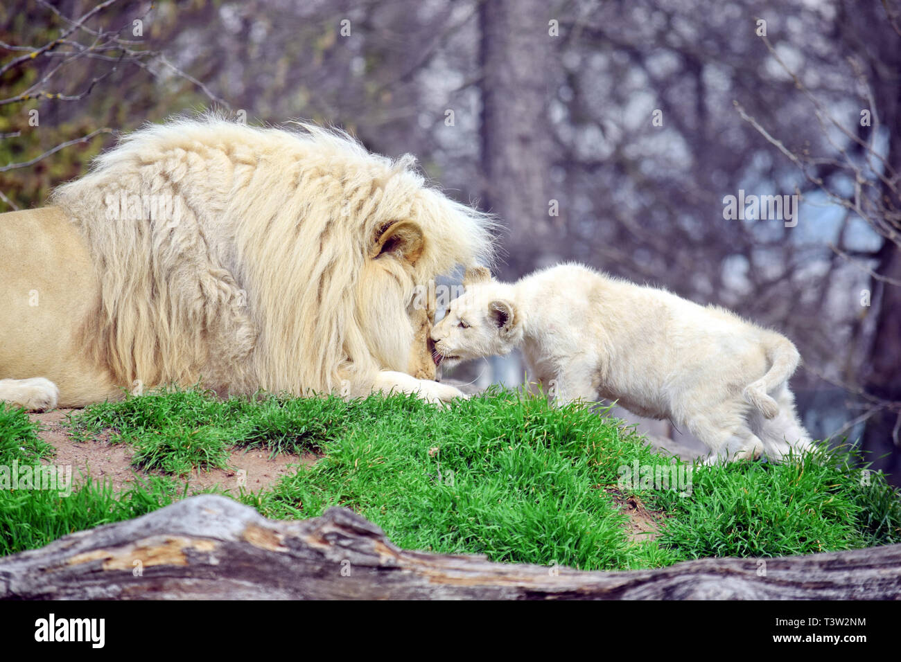White Lion Panthera Leo Krugeri with Baby Lion Stock Photo - Alamy